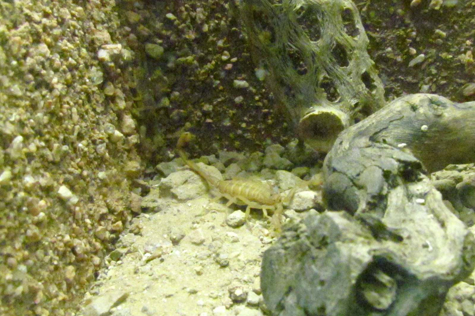 Arizona Trail - Diversity in the Desert
