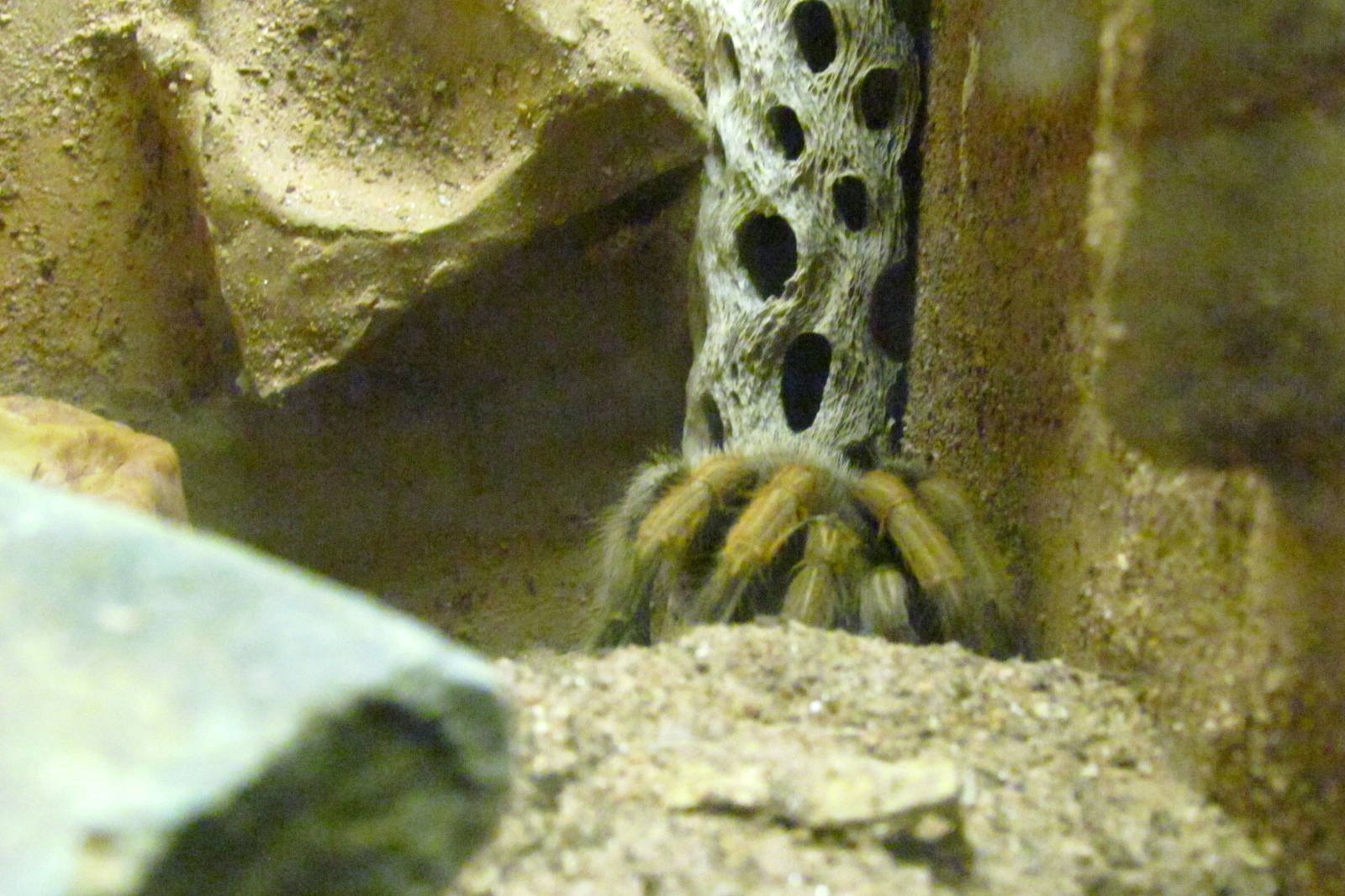 Arizona Trail - Diversity in the Desert