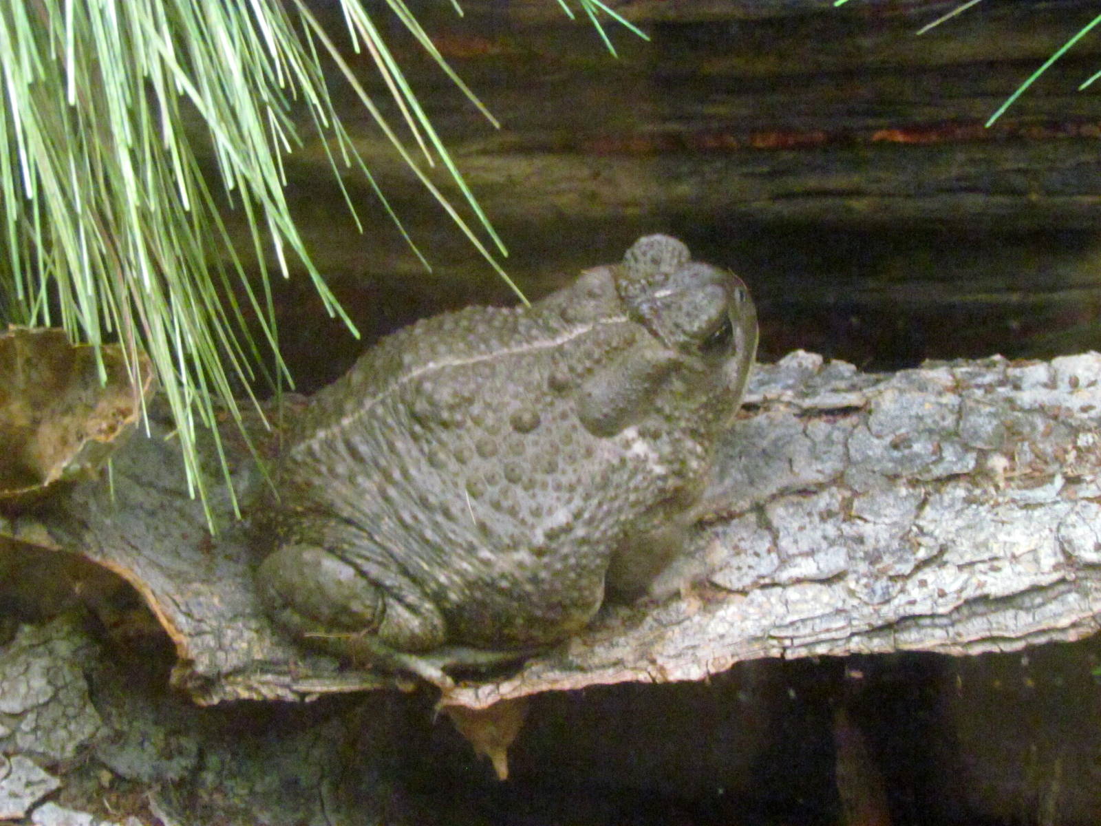 Arizona Trail - Diversity in the Desert