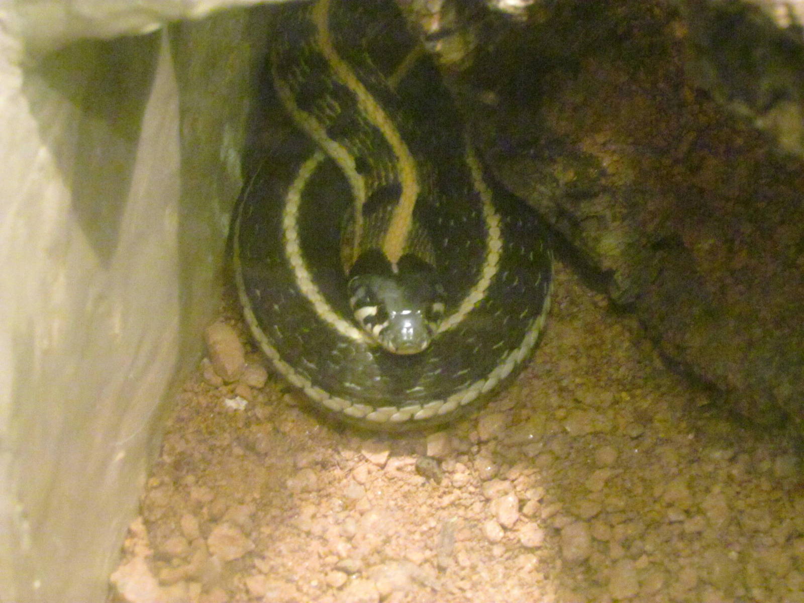 Arizona Trail - Diversity in the Desert