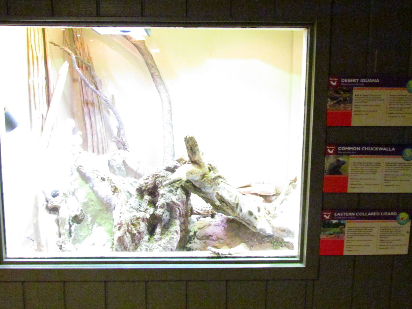 Arizona Trail - Diversity in the Desert