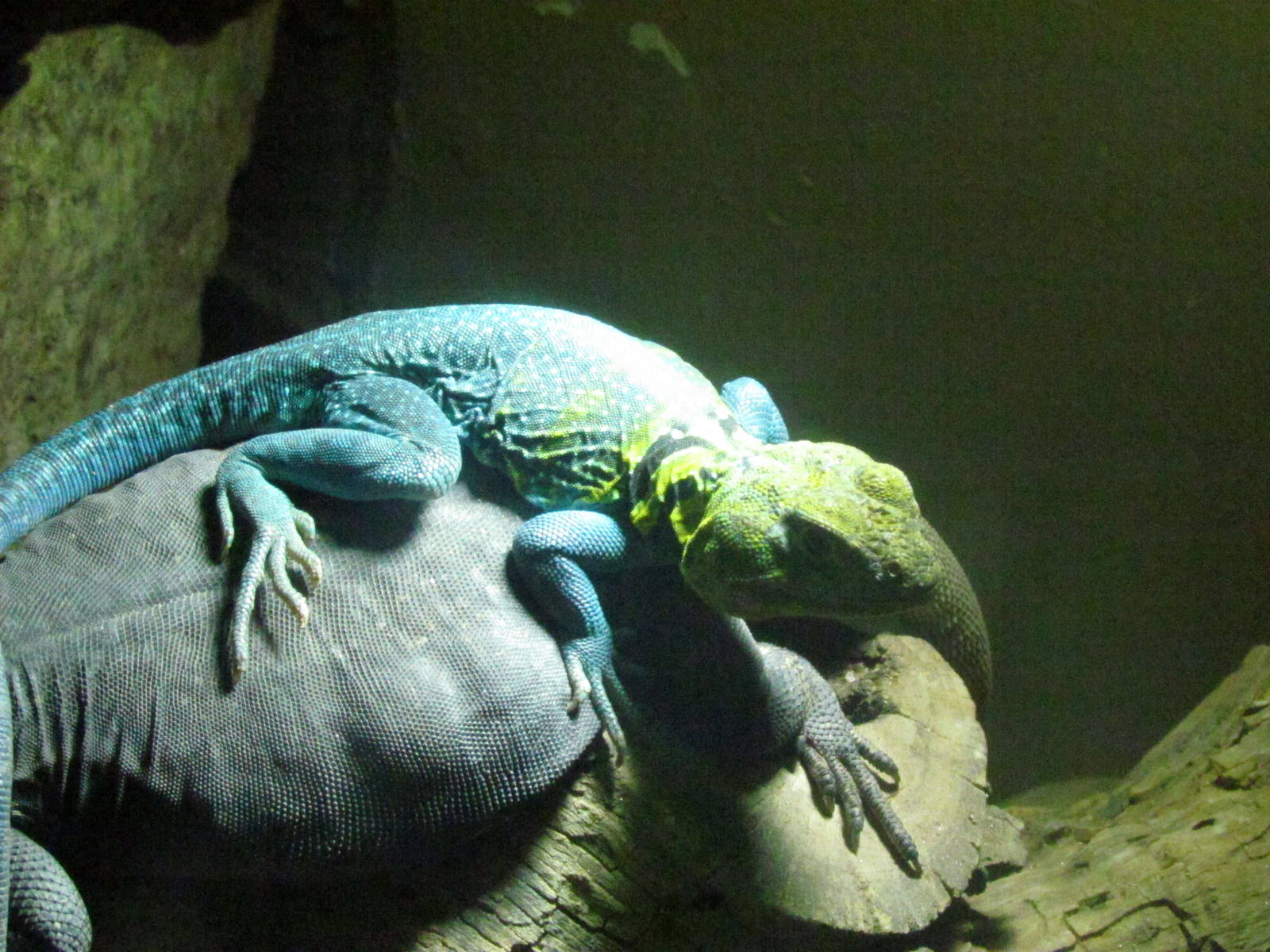 Arizona Trail - Diversity in the Desert
