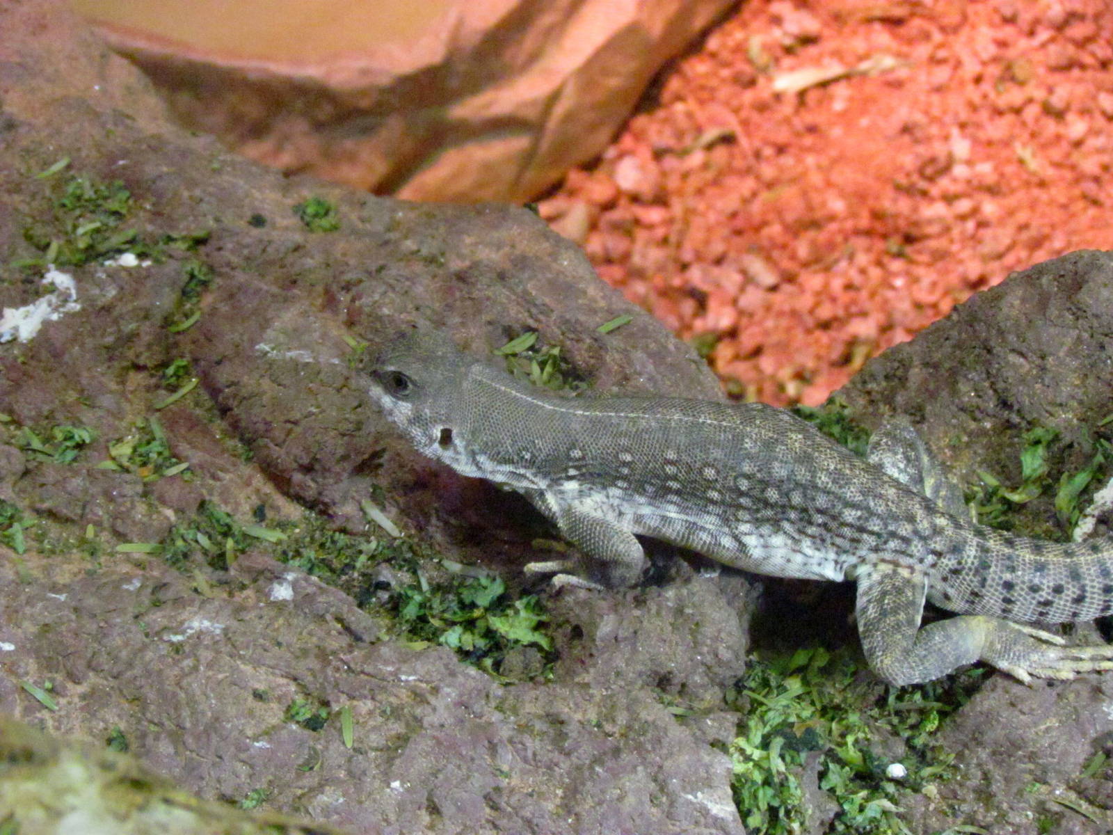Arizona Trail - Diversity in the Desert
