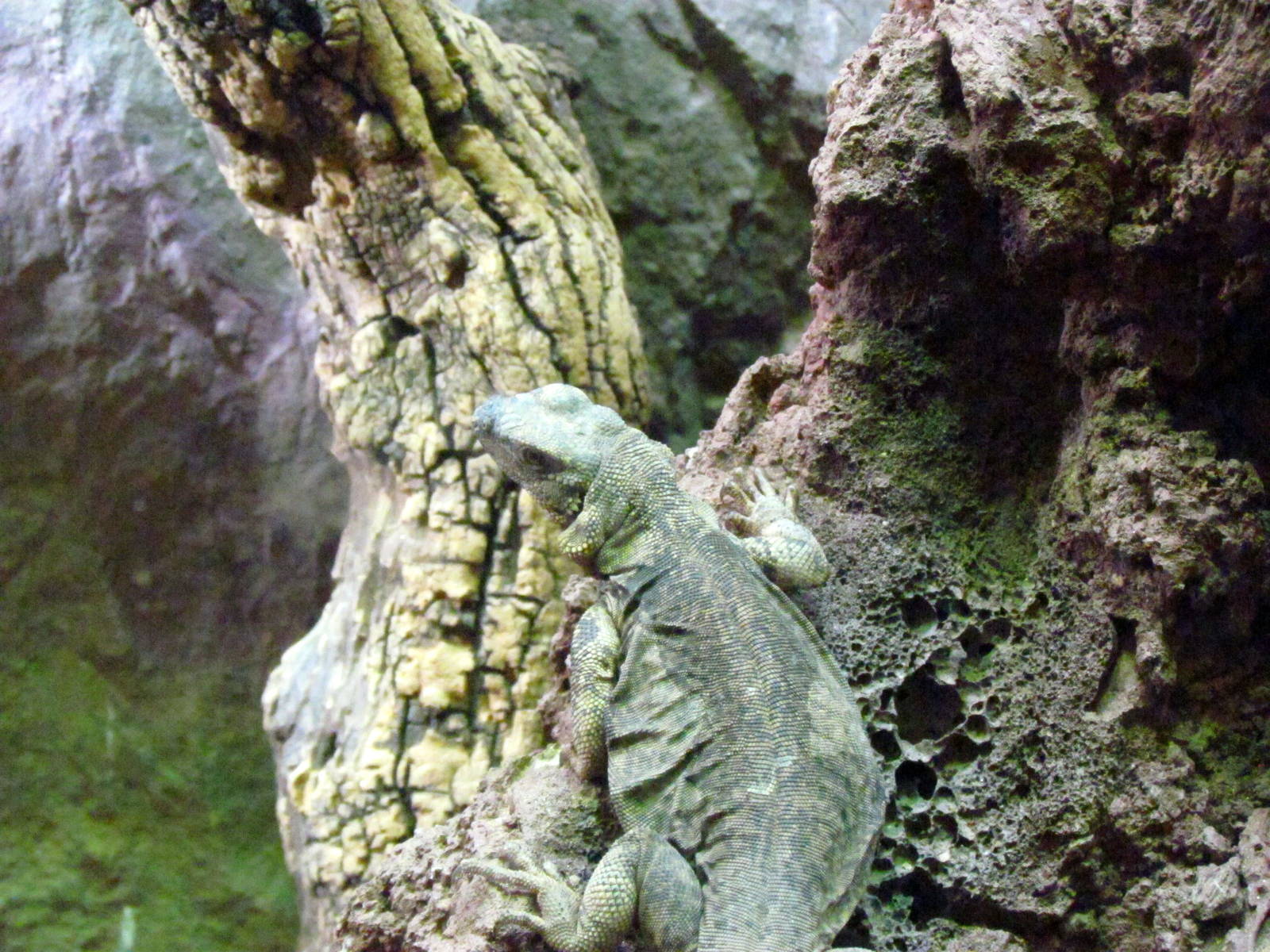 Arizona Trail - Diversity in the Desert