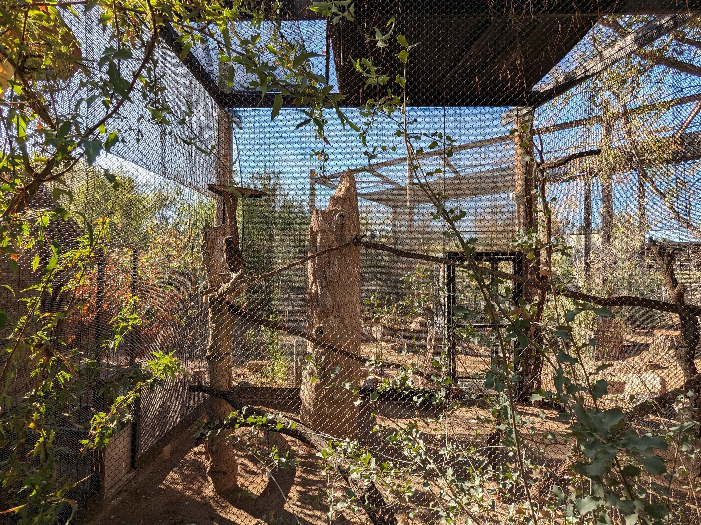 Arizona Trail - Golden eagle (former porcupine)