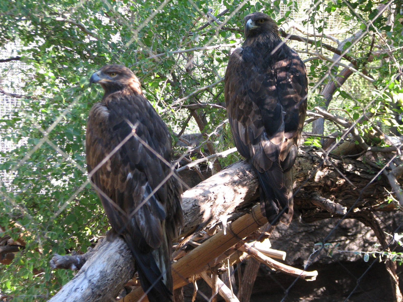 Arizona Trail - Golden Eagle