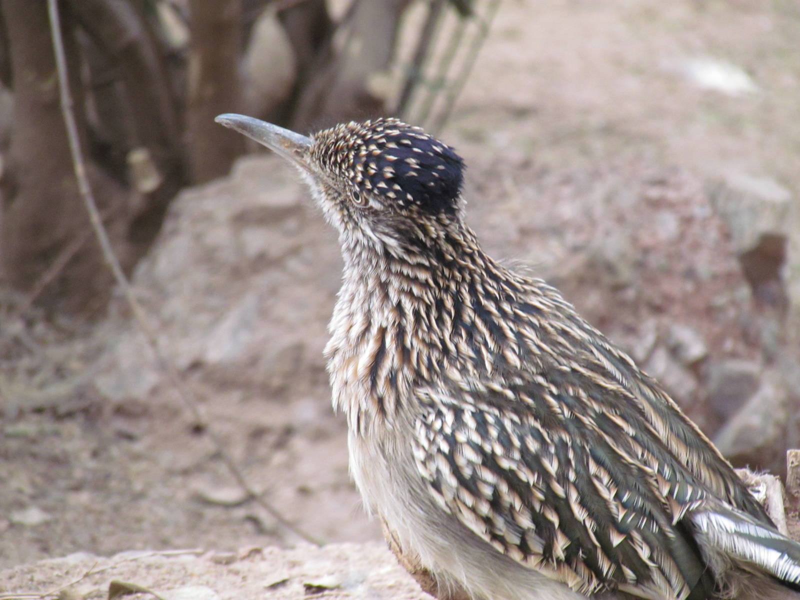 Arizona Trail - Greater Roadrunner