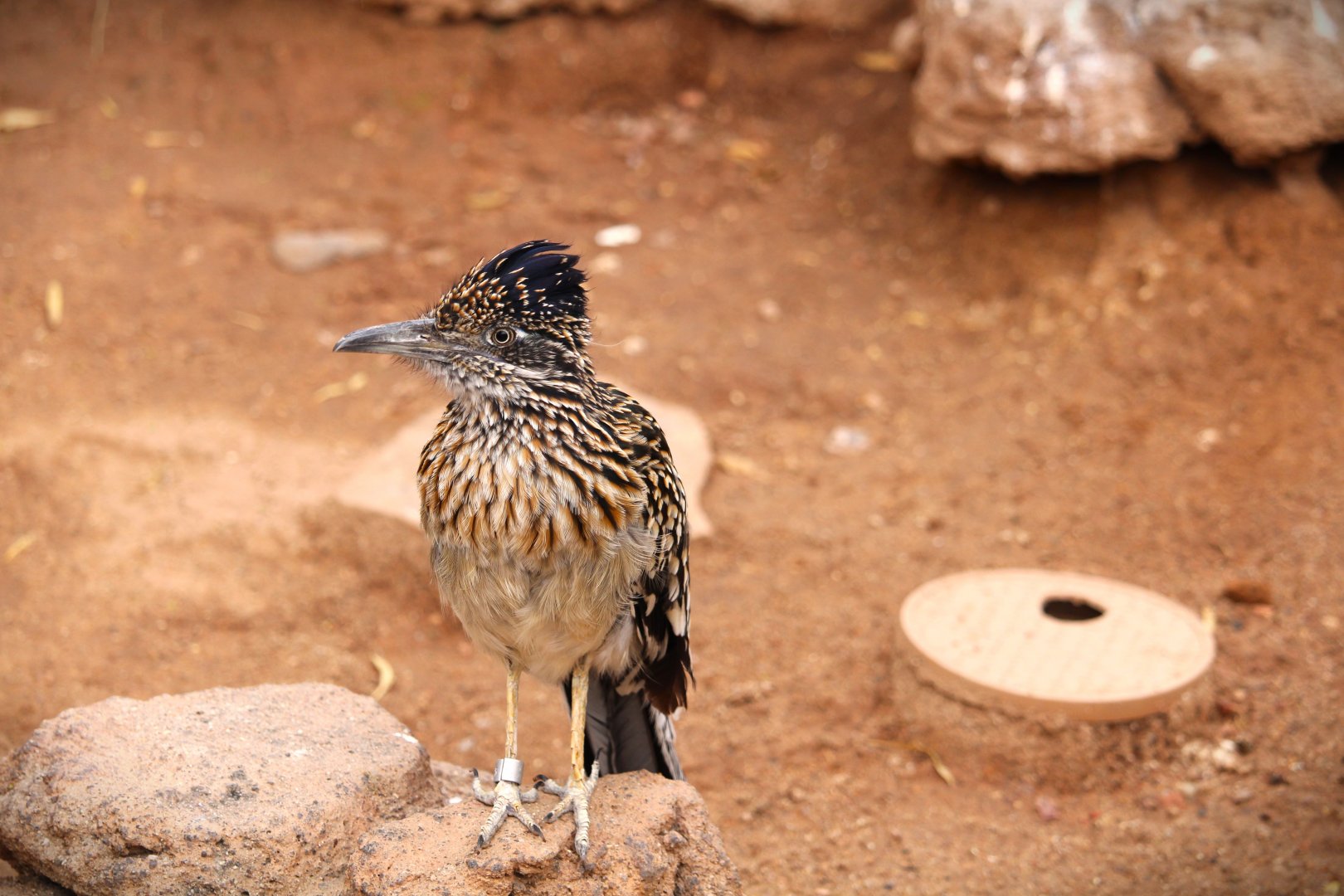 Arizona Trail - Greater Roadrunner