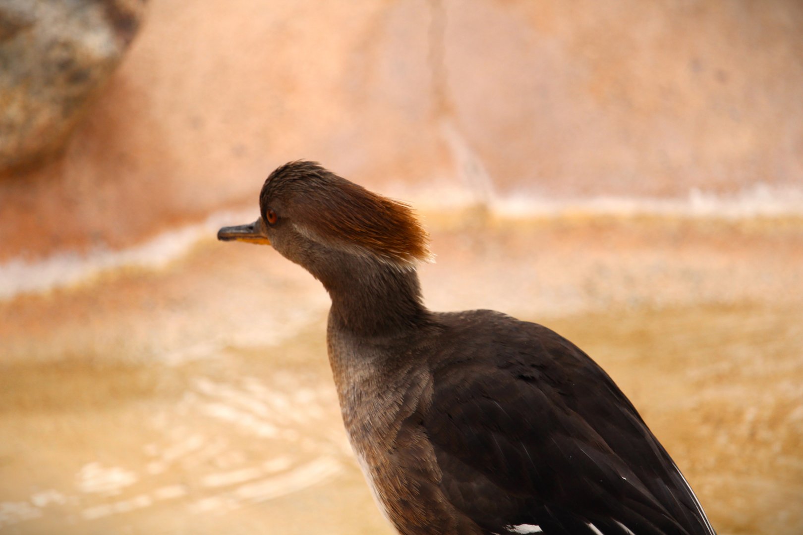 Arizona Trail - Hooded Merganser