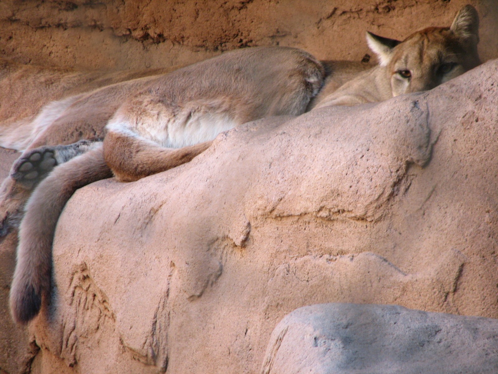 Arizona Trail - Mountain Lion