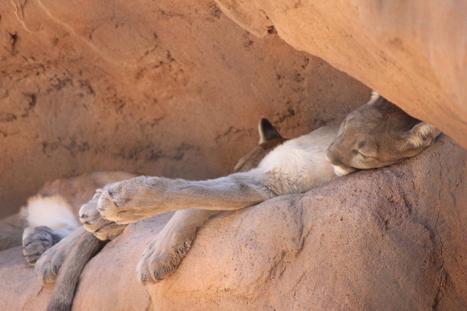 Arizona Trail - Mountain Lion