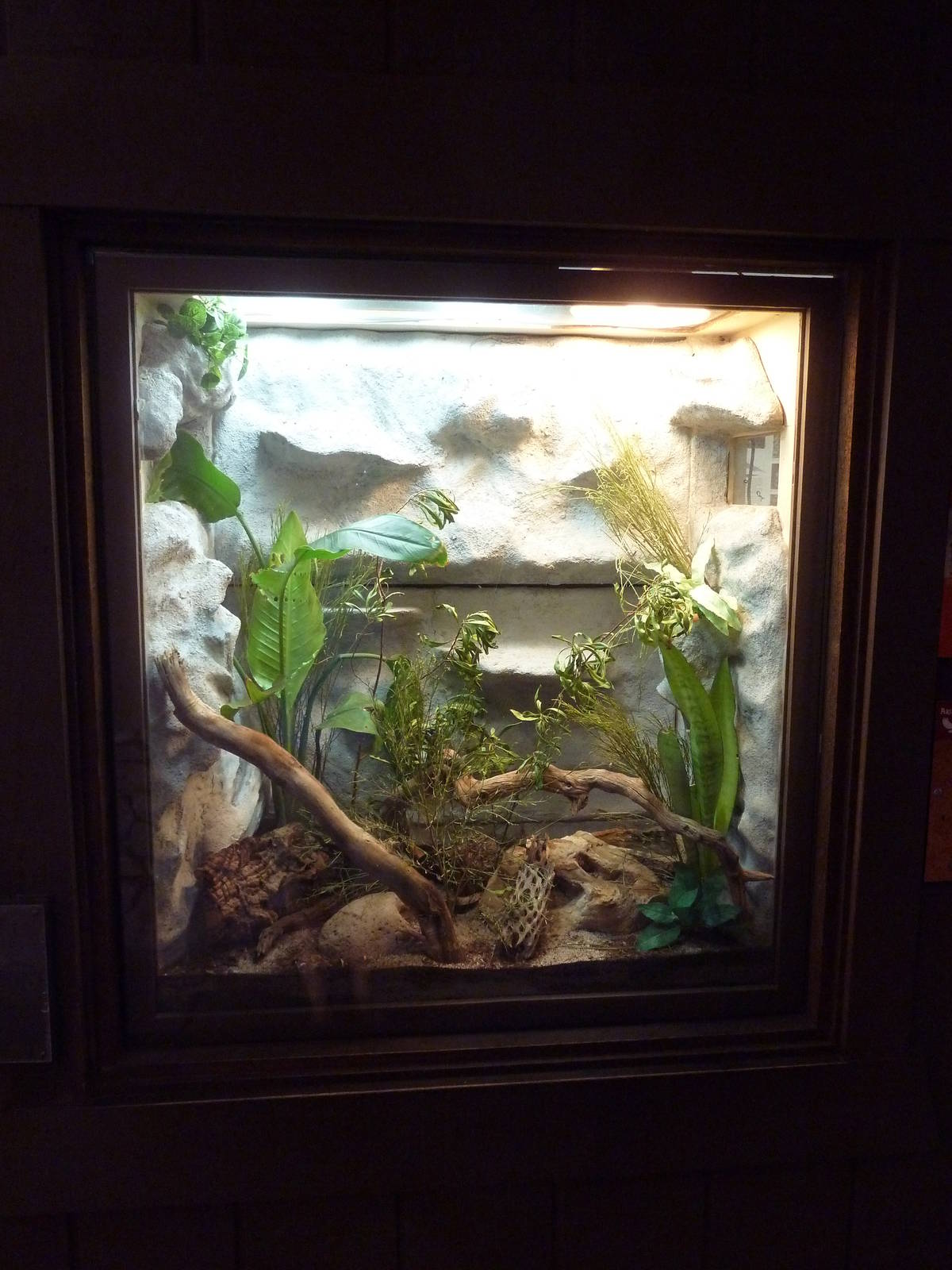 Arizona Trail - Ornate Tree Lizard/Madrean Alligator Lizard Exhibit