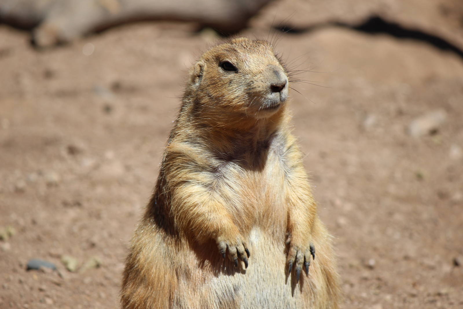 Arizona Trail - Prairie Dog