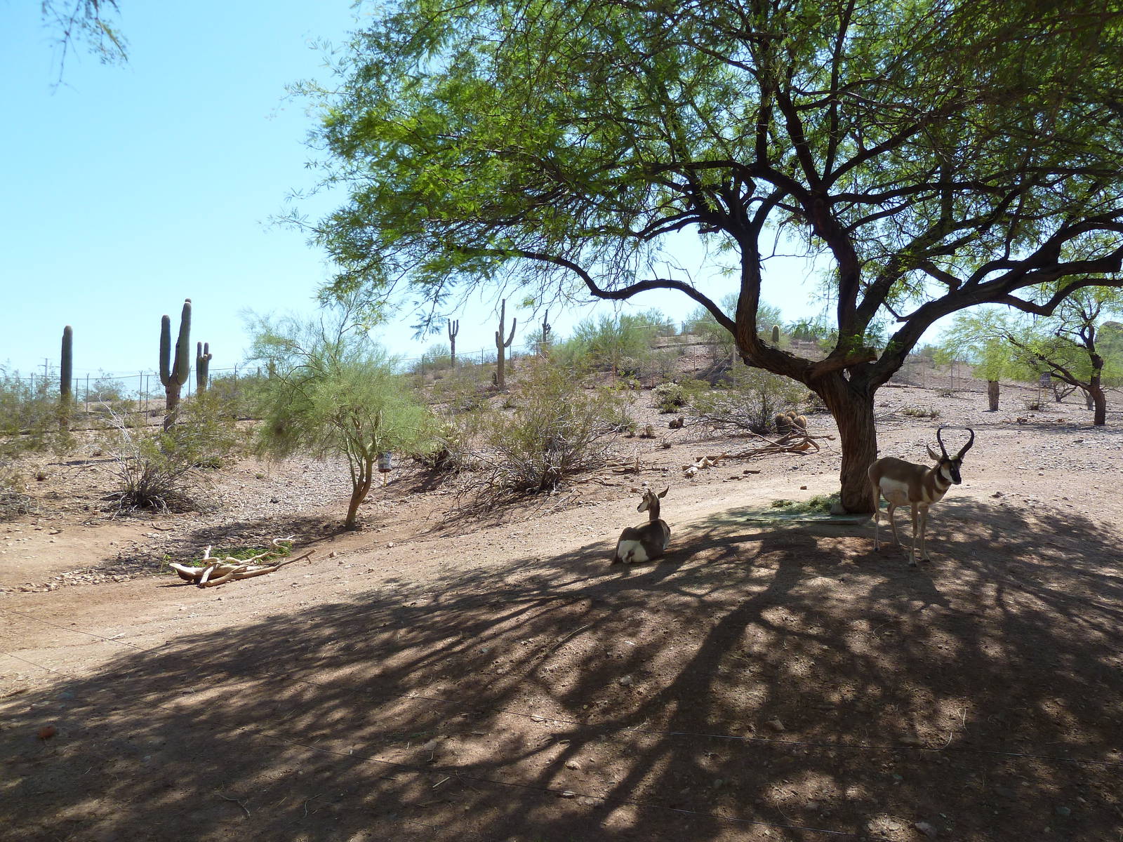 Arizona Trail - Pronghorn Antelope Exhibit