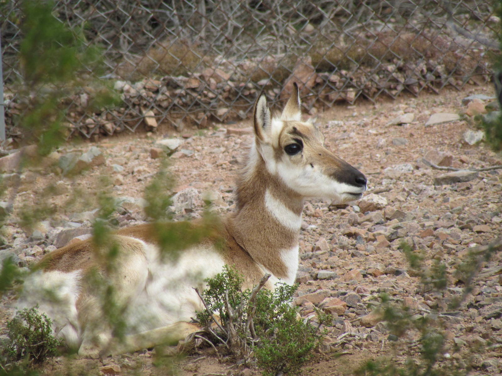 Arizona Trail - Pronghorn