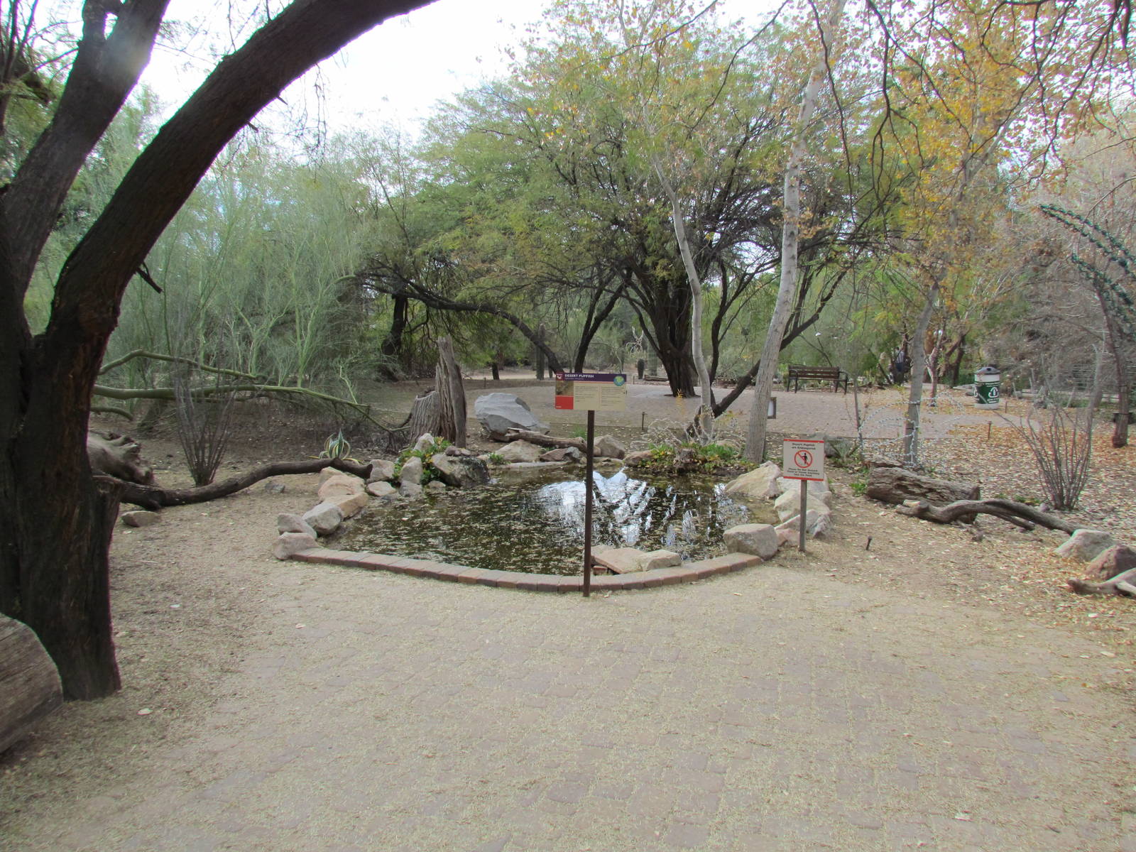 Arizona Trail - Pupfish Spring