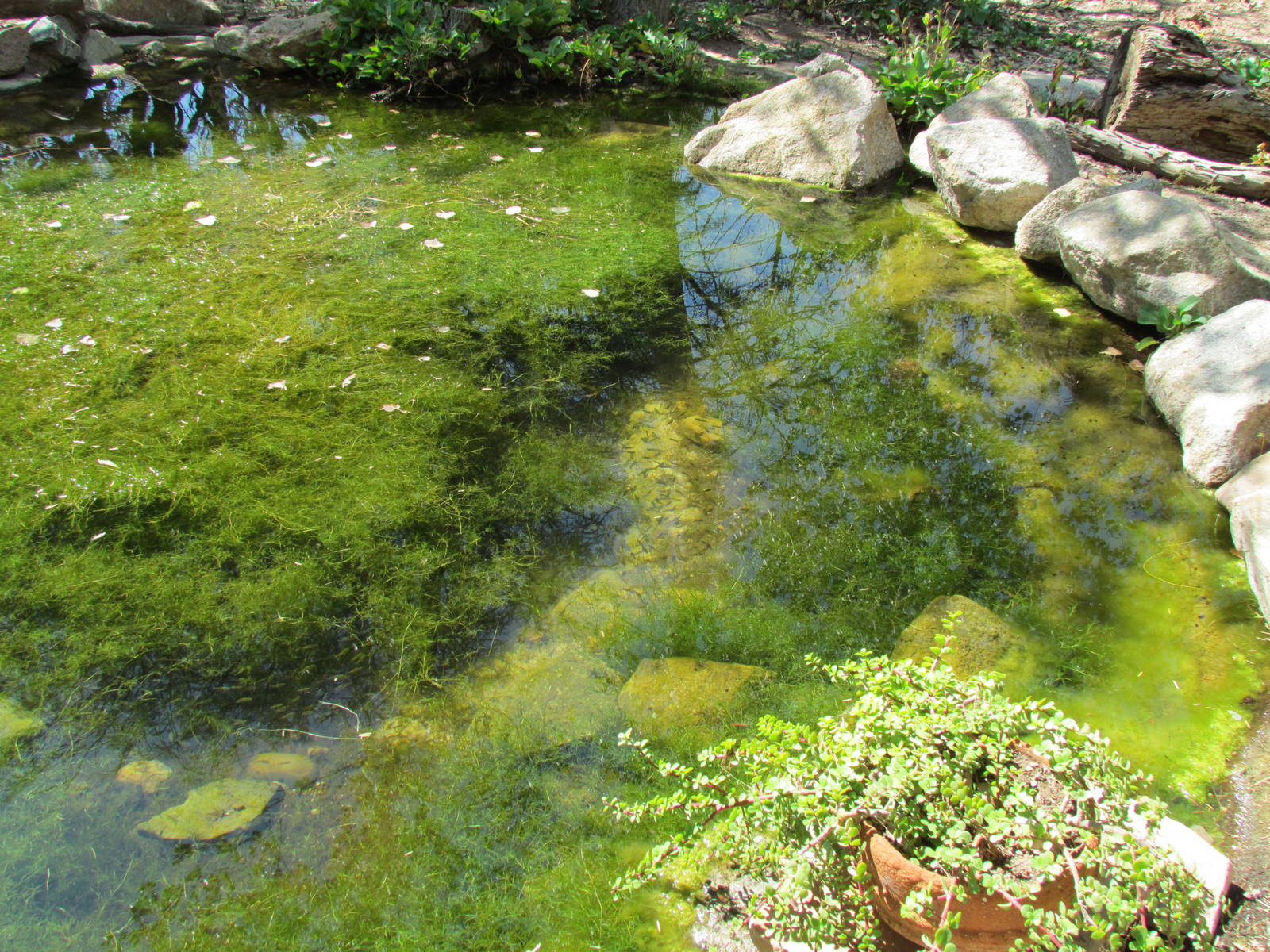 Arizona Trail - Pupfish Spring