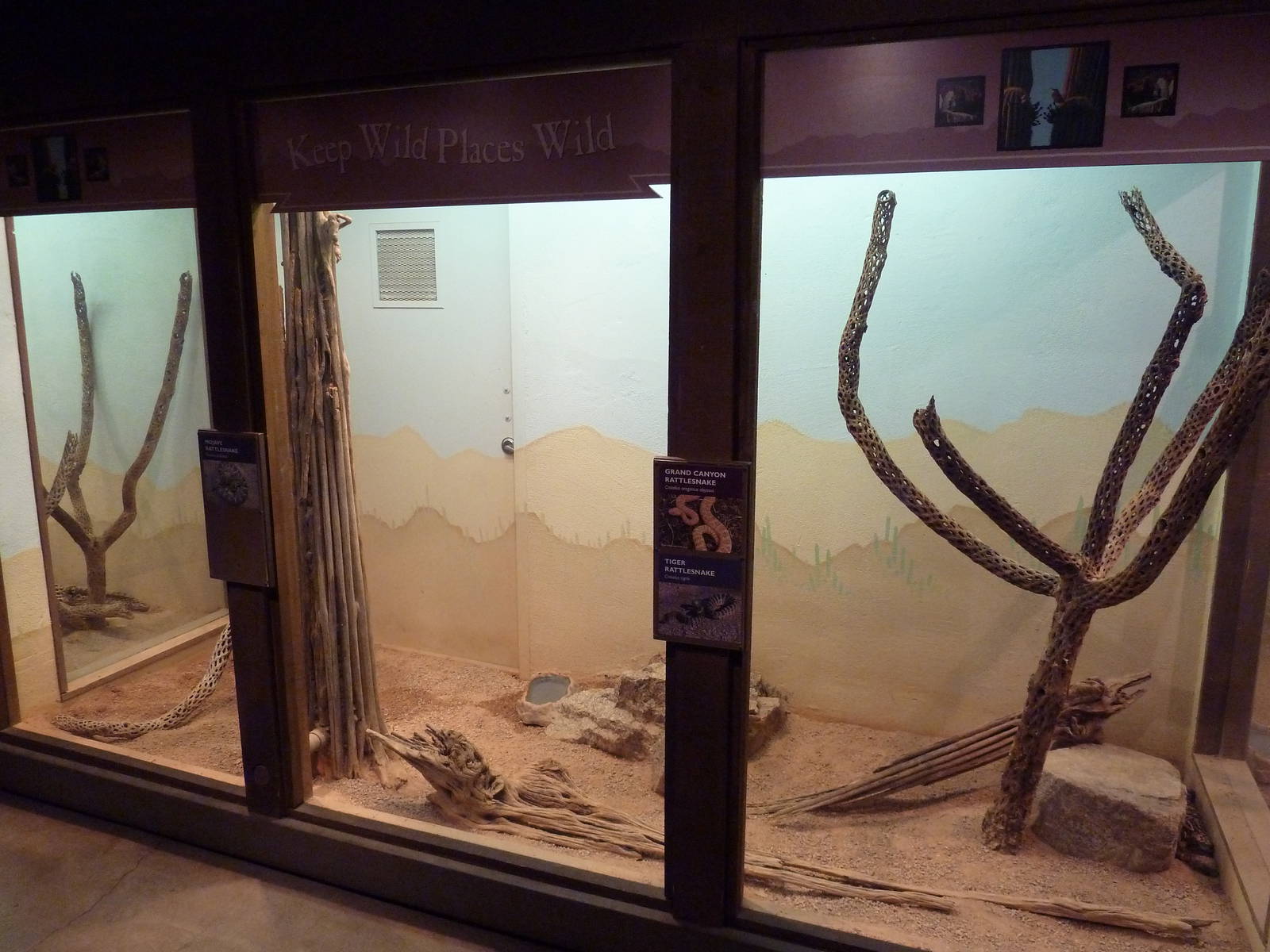 Arizona Trail - Rattlesnake Exhibit (3 Species)