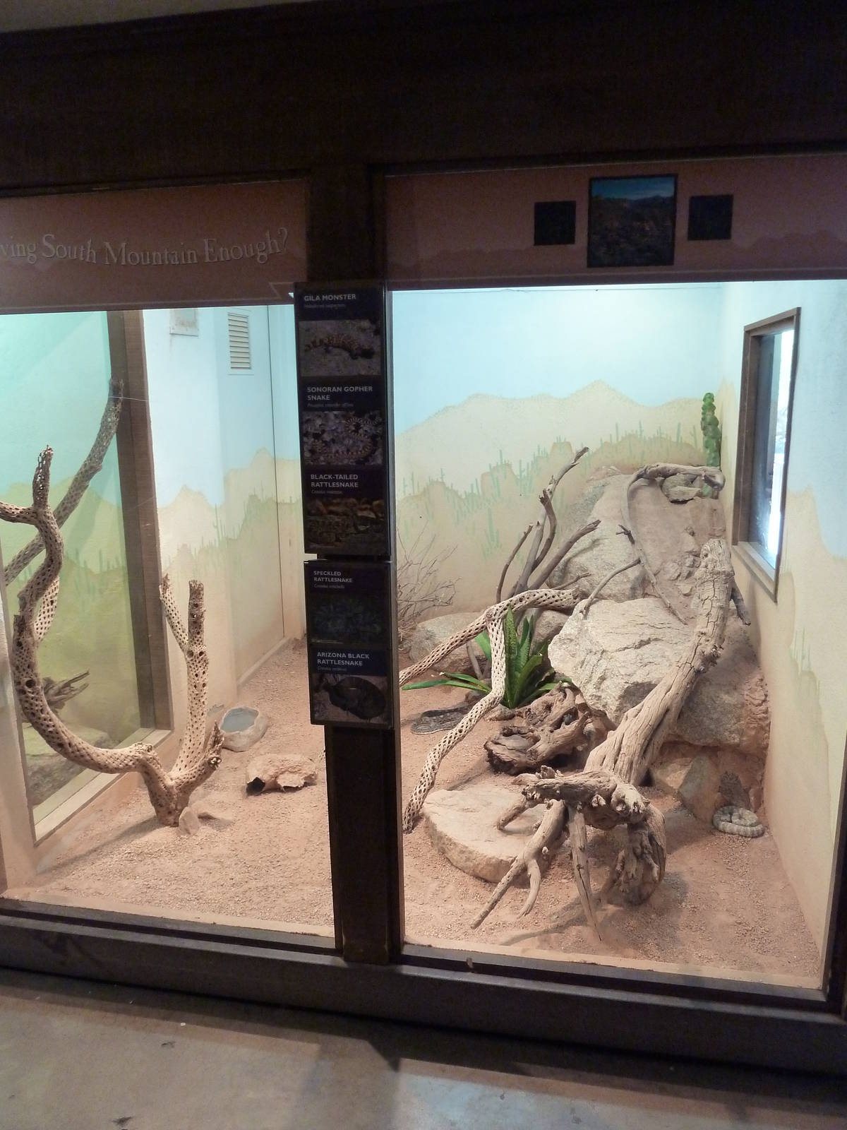 Arizona Trail - Reptile Exhibit (5 Species)