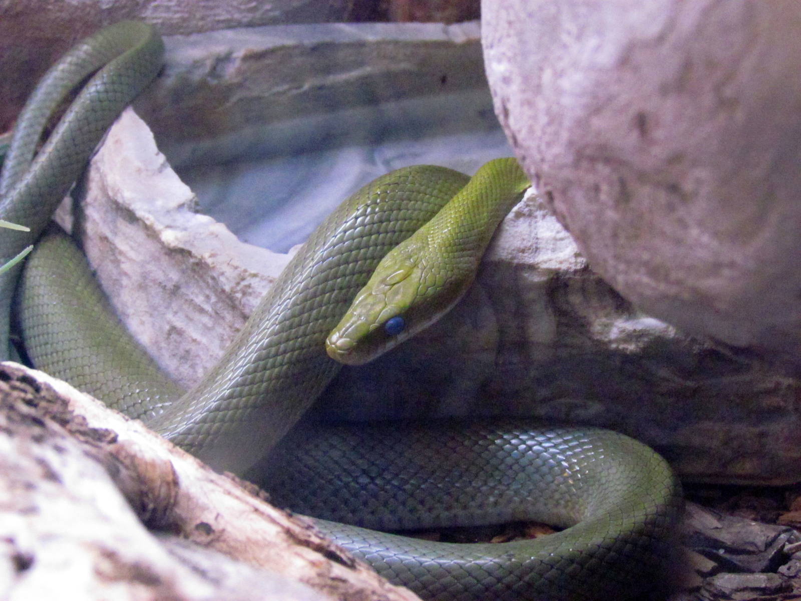 Arizona Trail - Reptile Exhibits