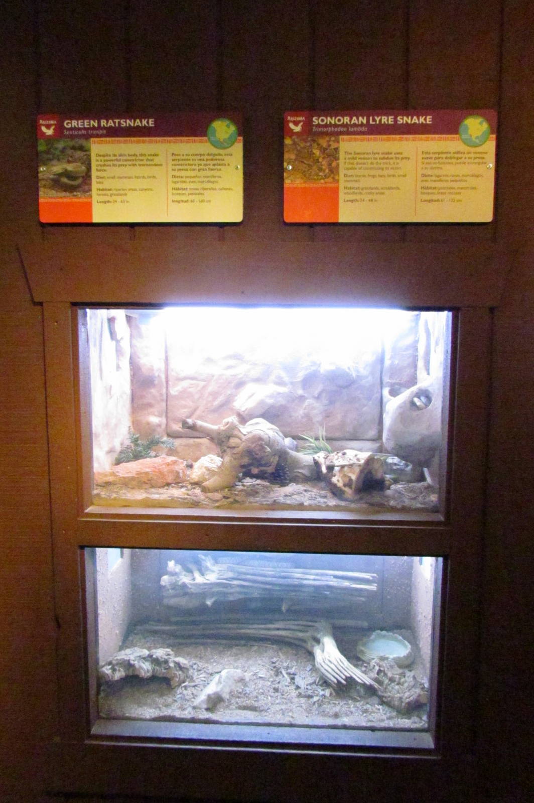 Arizona Trail - Reptile Exhibits