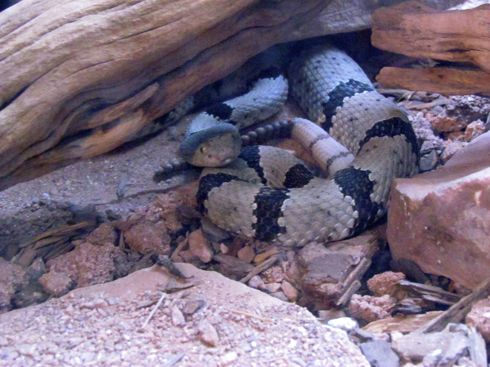 Arizona Trail - Reptile Exhibits