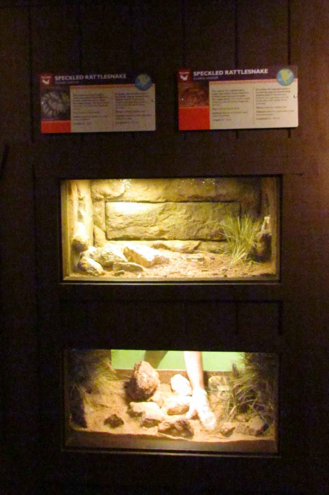 Arizona Trail - Reptile Exhibits