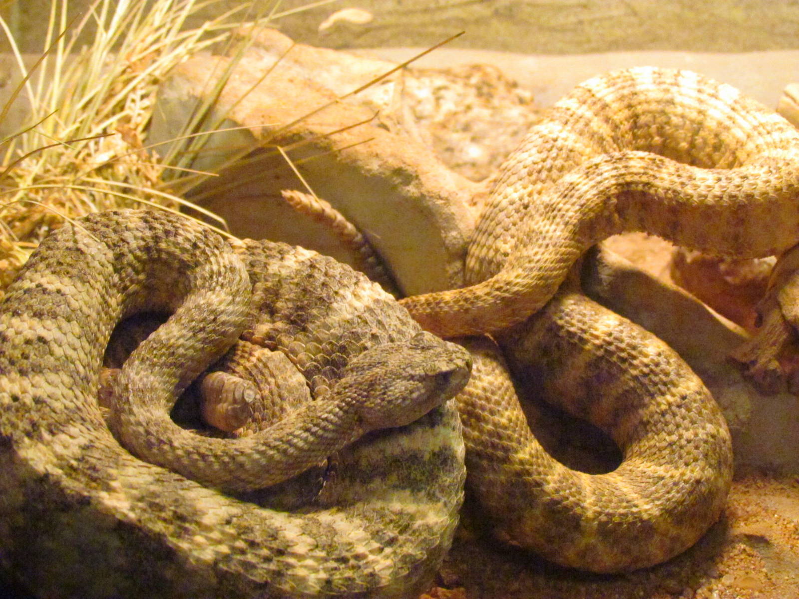Arizona Trail - Reptile Exhibits