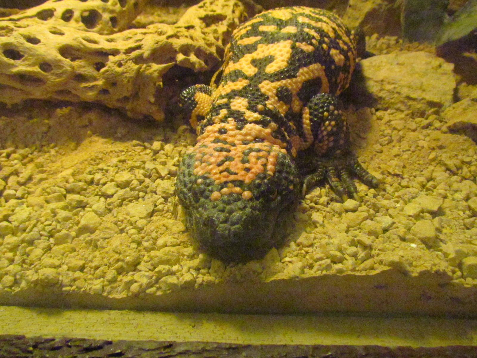 Arizona Trail - Reptile Exhibits