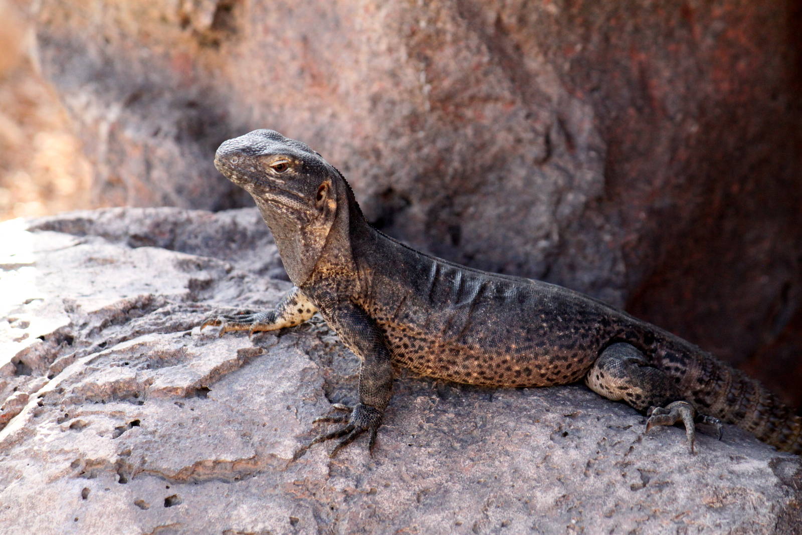 Arizona Trail - Reptile Exhibits