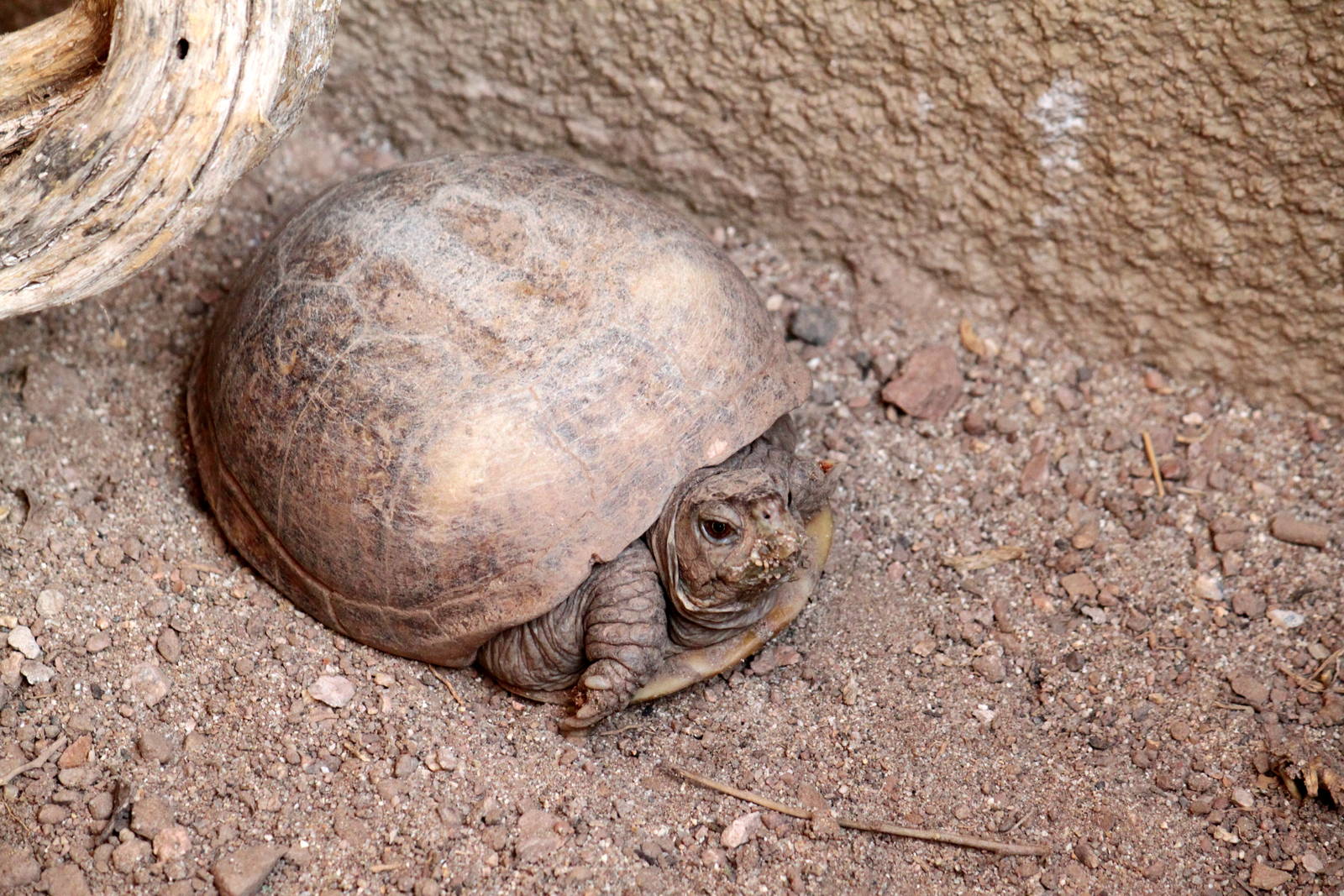 Arizona Trail - Reptile Exhibits