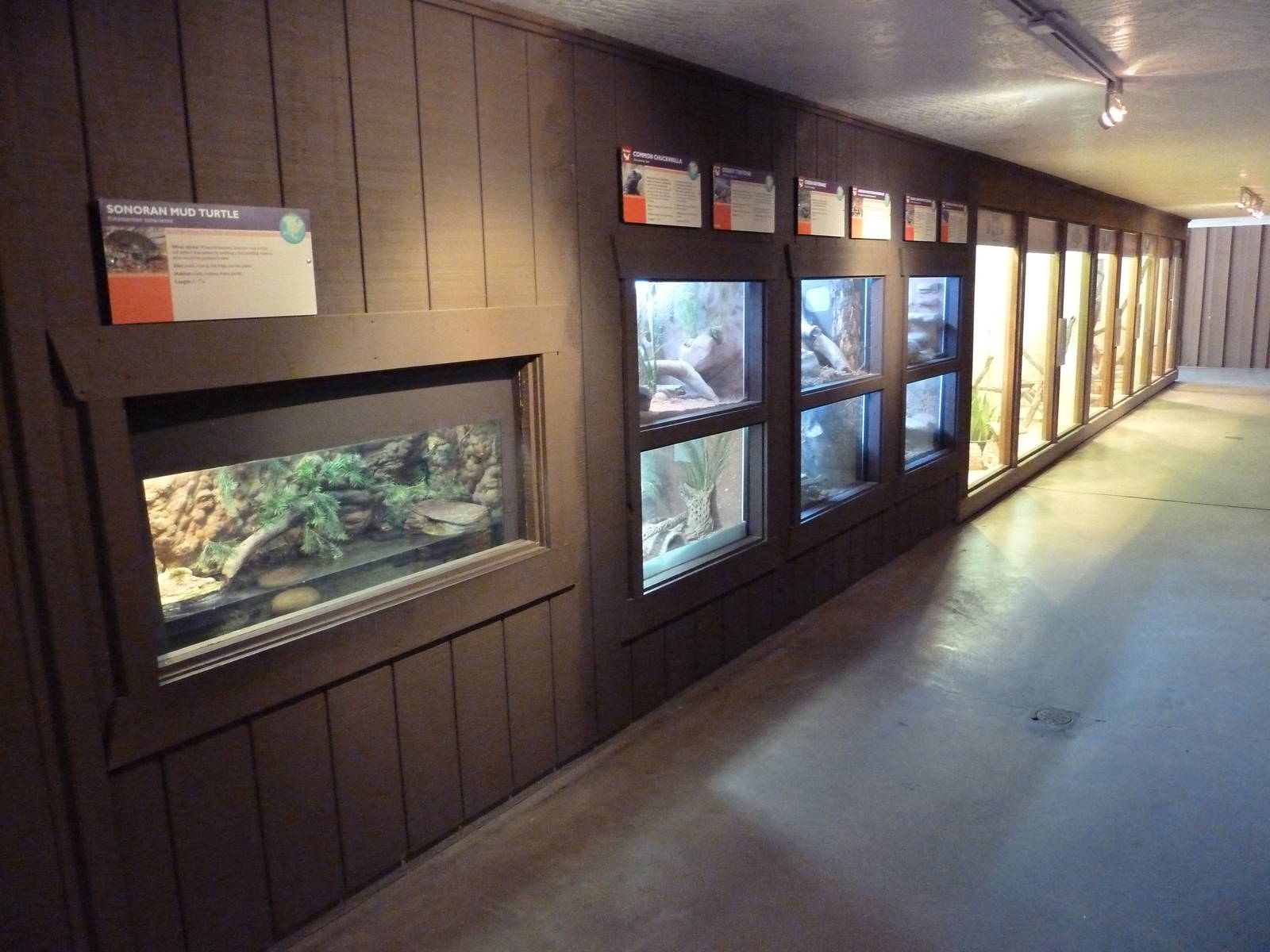 Arizona Trail - Reptile Gallery