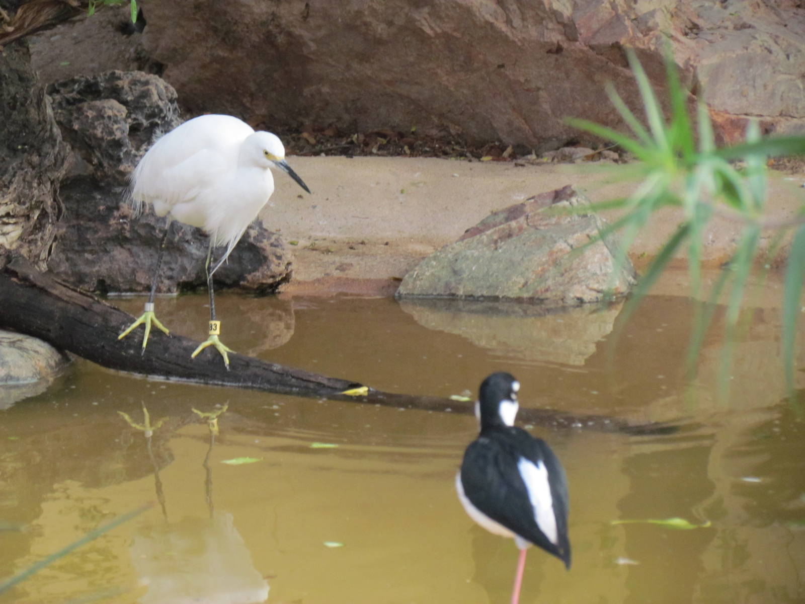 Arizona Trail - Snowy Egret and Black-necked Stilt