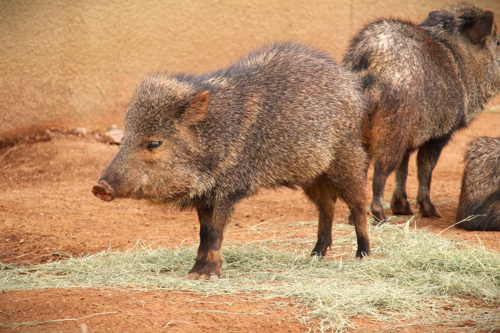 Arizona Trail - Sonoran Collared Peccary
