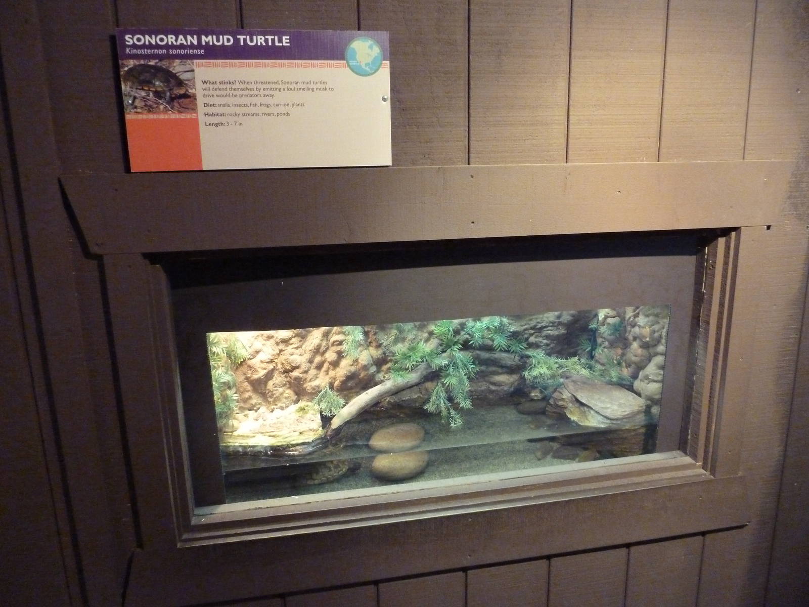 Arizona Trail - Sonoran Mud Turtle Exhibit