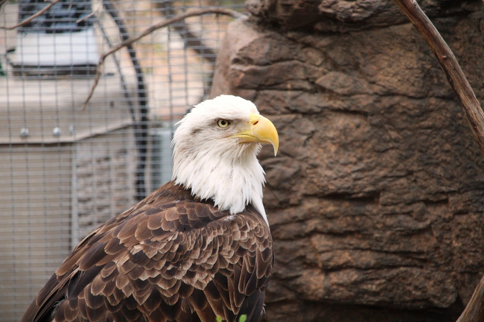 Arizona Trail - Southern Bald Eagle