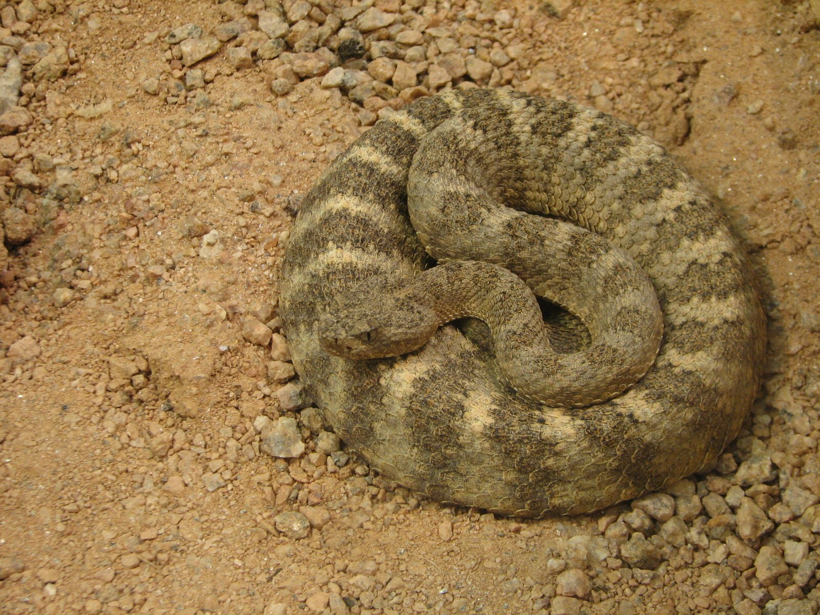 Arizona Trail - Tiger Rattlesnake