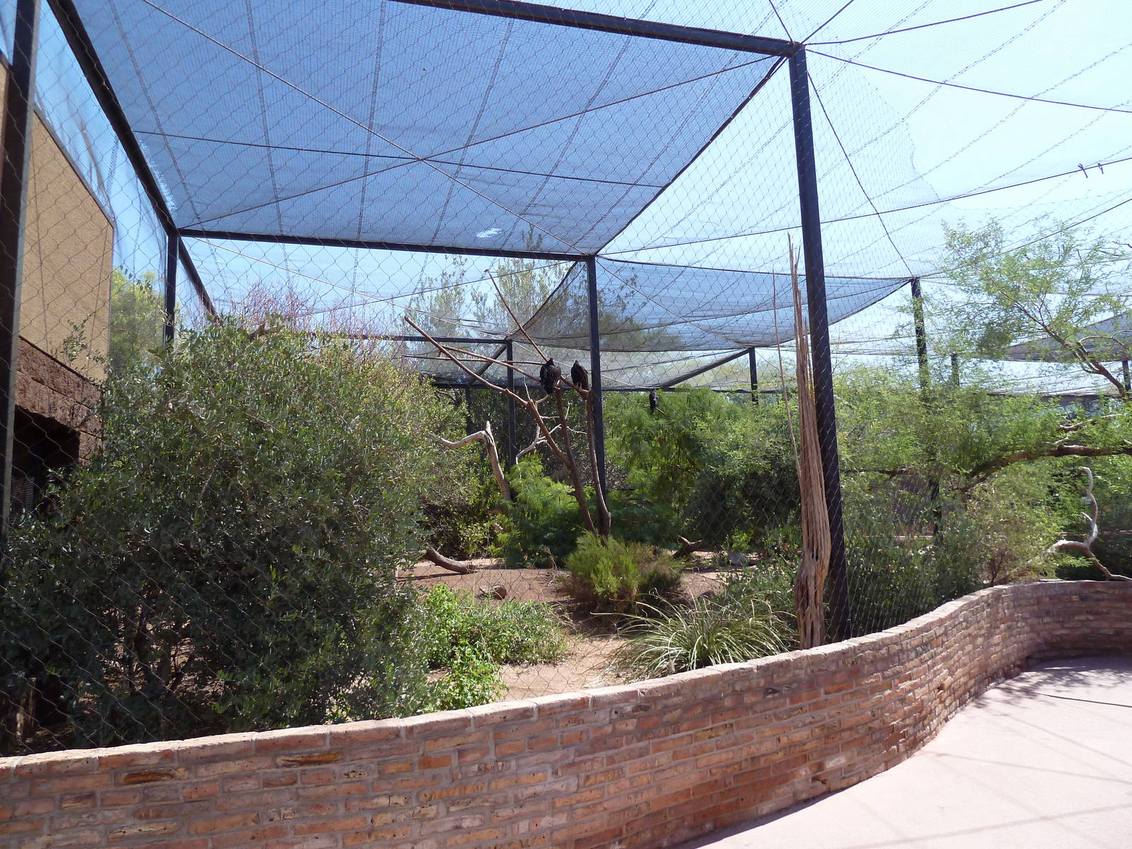 Arizona Trail - Turkey Vulture Aviary