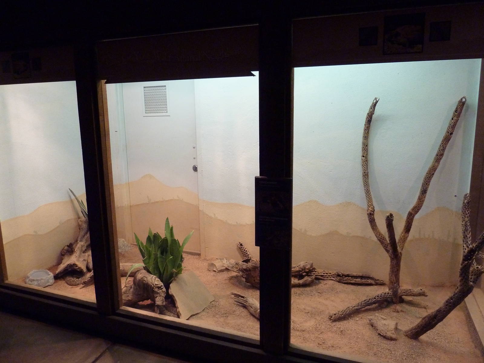 Arizona Trail - Western Diamondback Rattlesnake + Coachwhip Exhibit