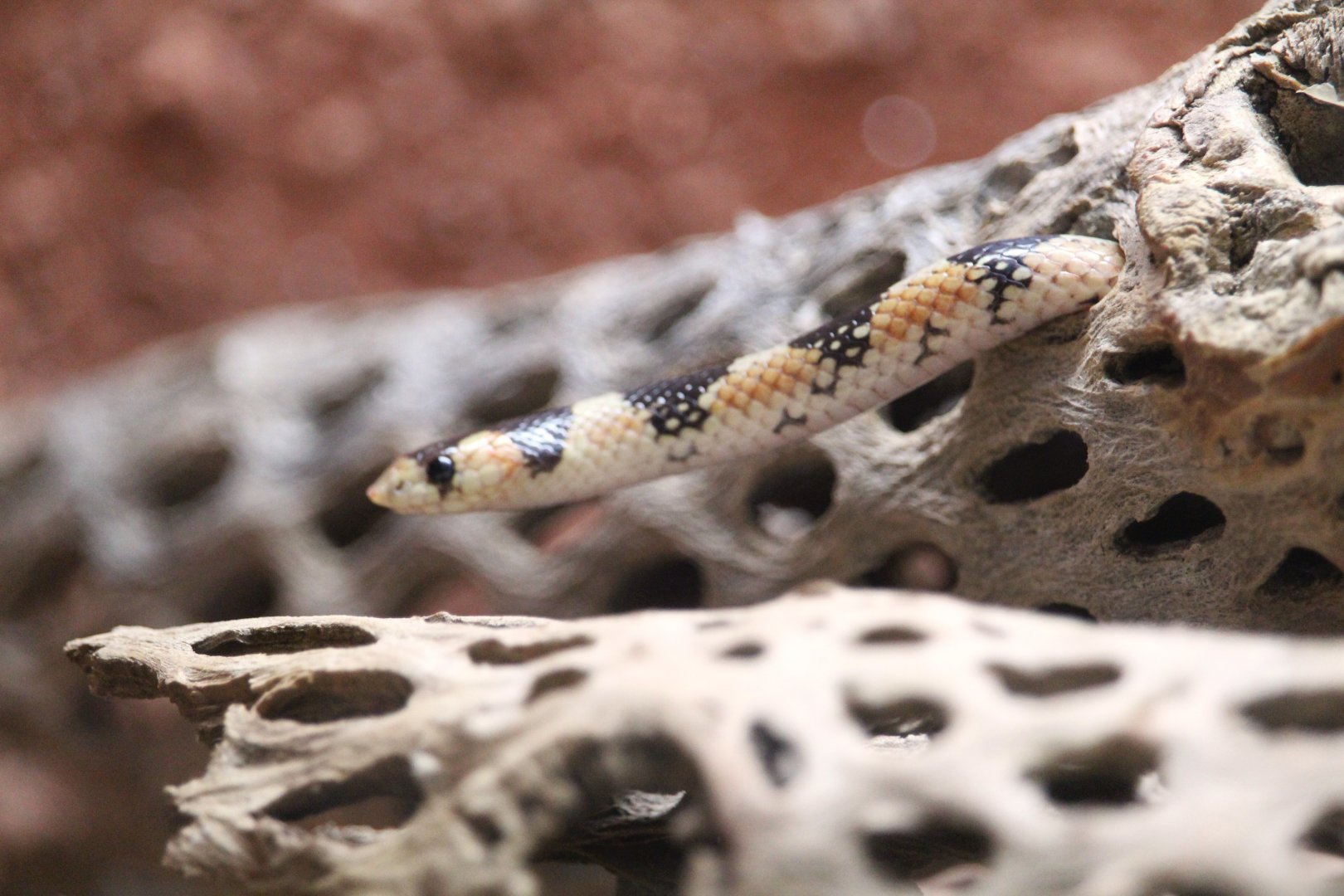 Arizona Trail - Western Shovelnose Snake