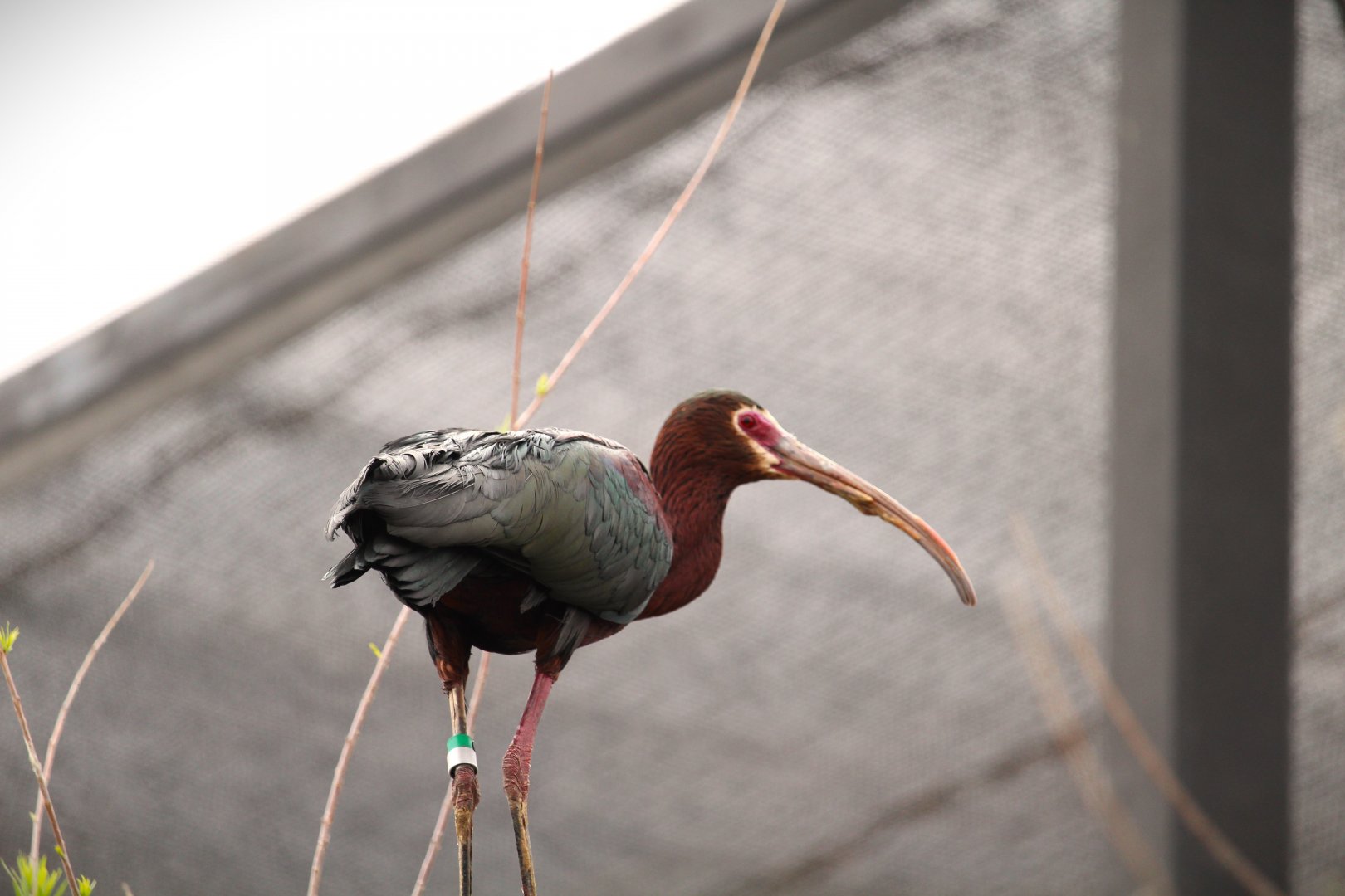 Arizona Trail - White-faced Ibis