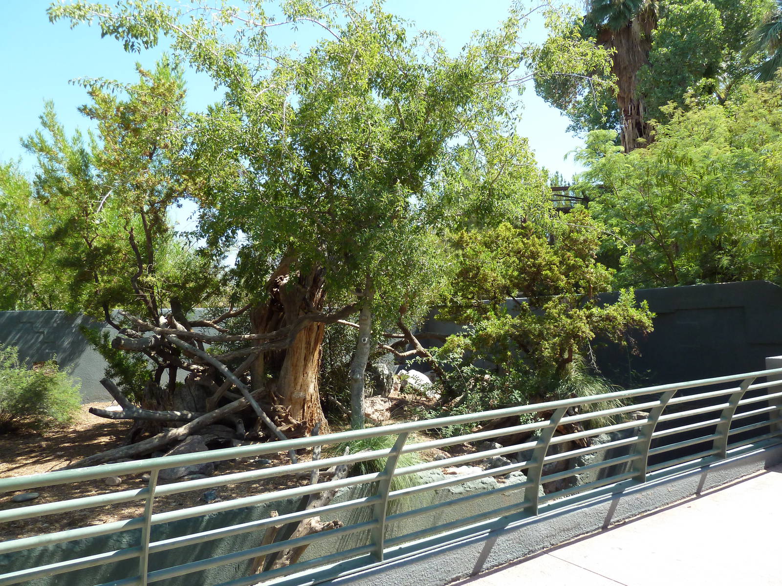 Arizona Trail - White-Nosed Coati Exhibit