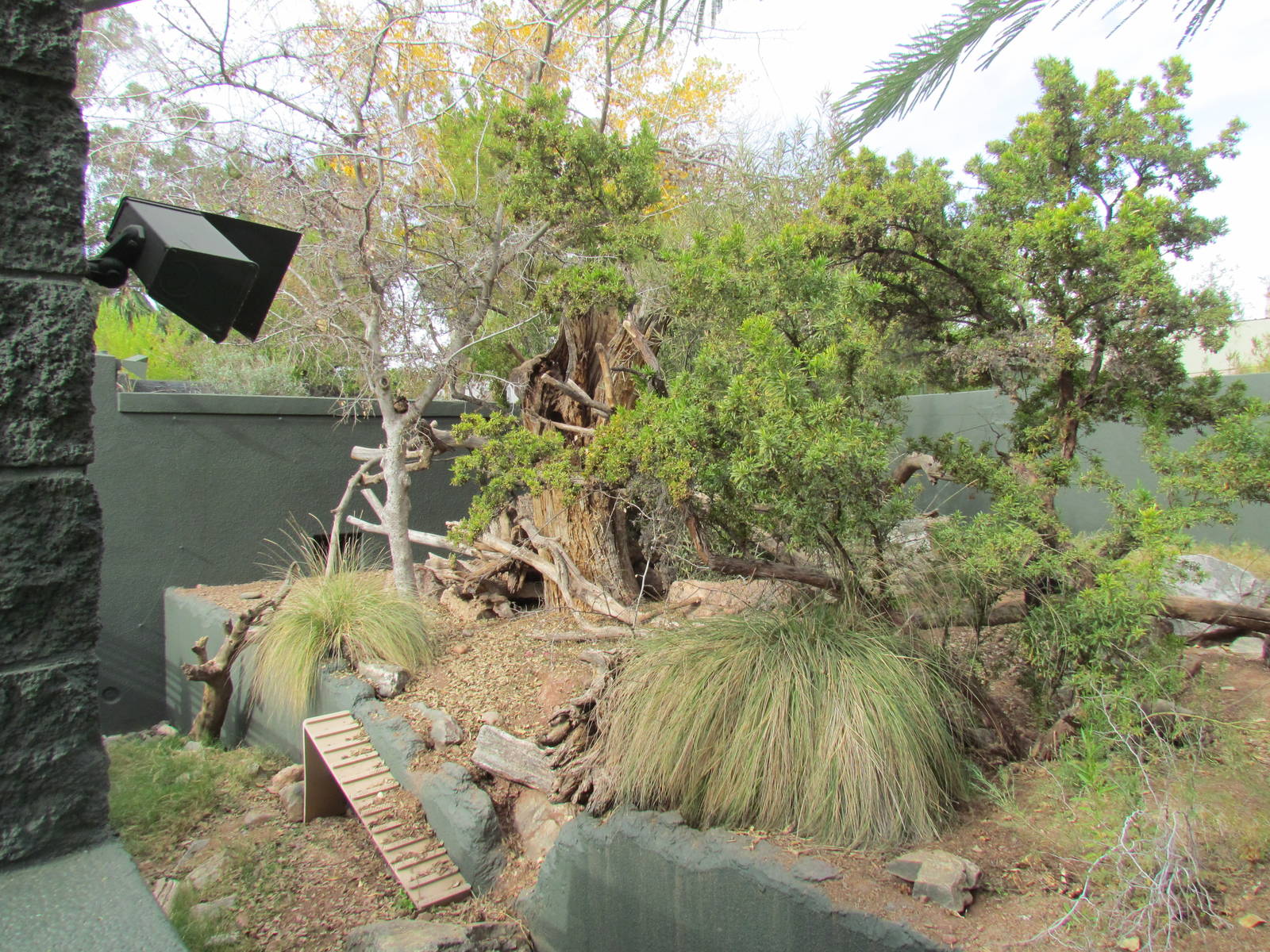 Arizona Trail - White-nosed Coati Exhibit