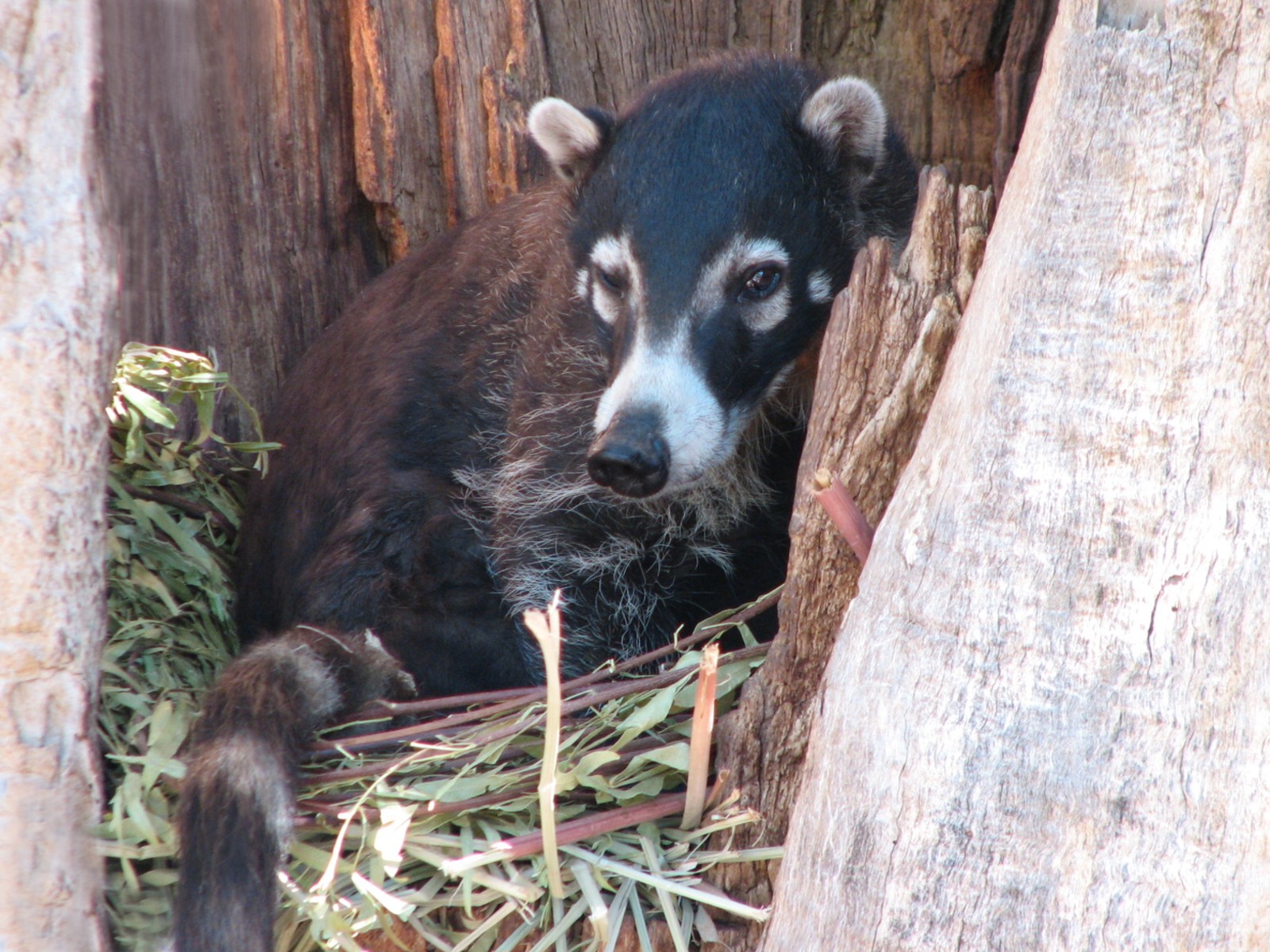 Arizona Trail - White-nosed Coati