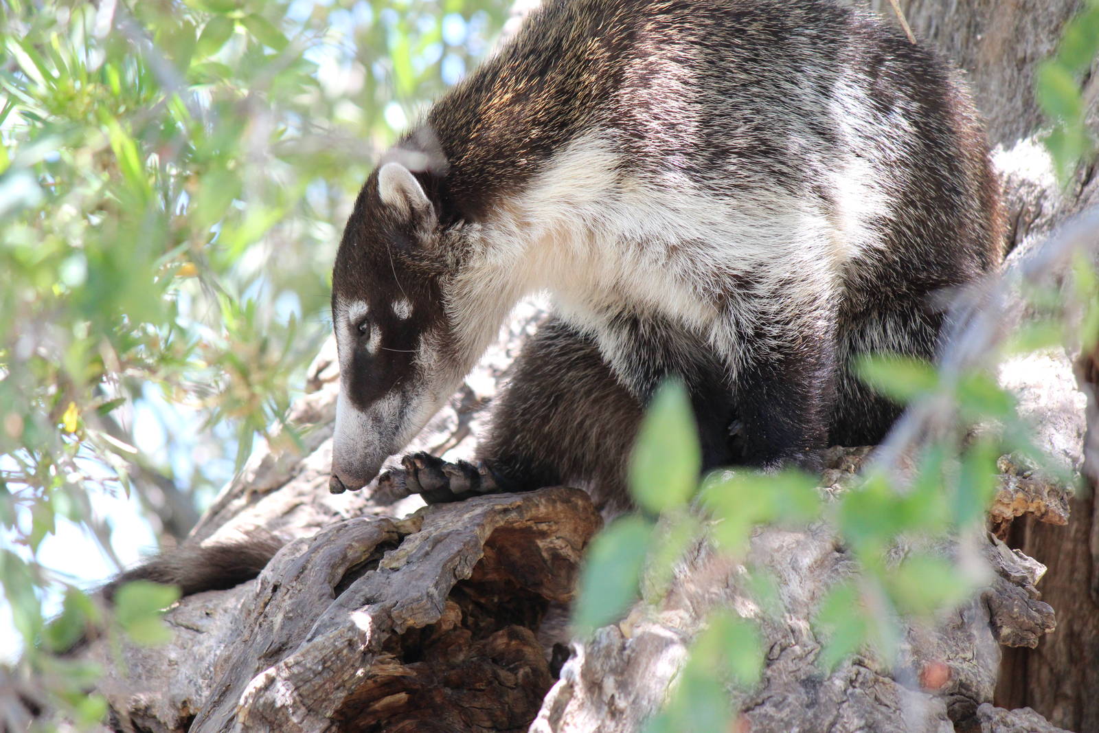 Arizona Trail - White-Nosed Coati