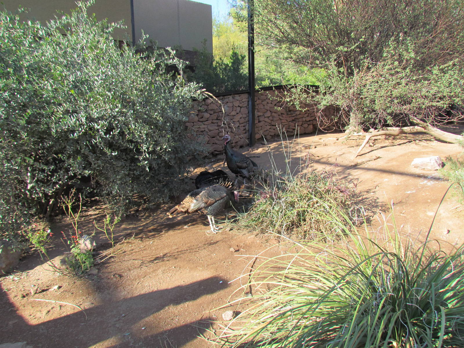 Arizona Trail - Wild Turkey