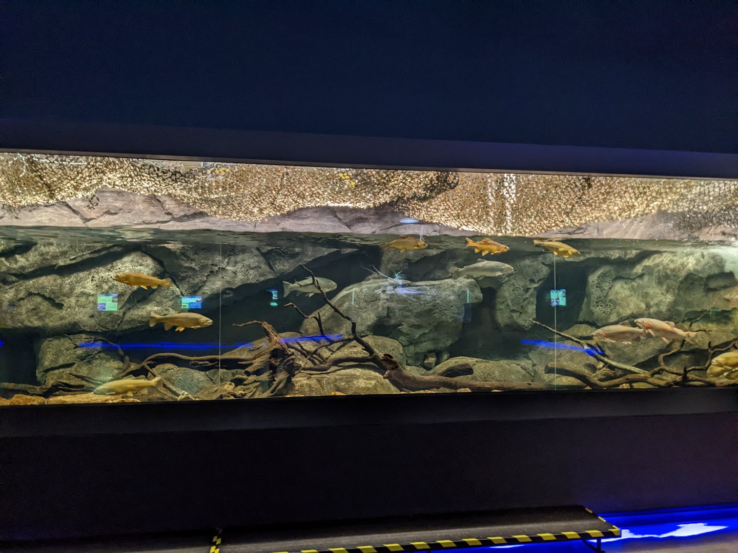 Arizona trout tank
