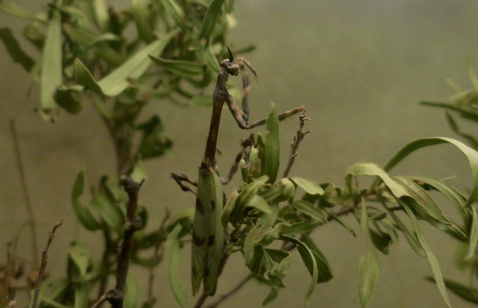Arizona Unicorn Mantis (Pseudovates arizonae)