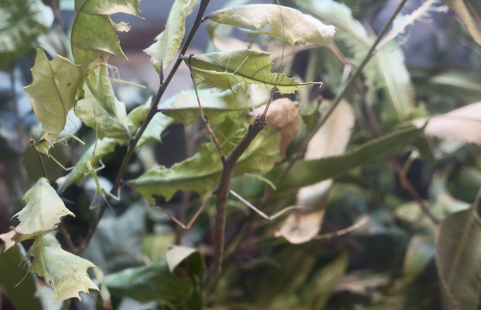 Arizona Walkingstick (Diapheromera arizonensis)