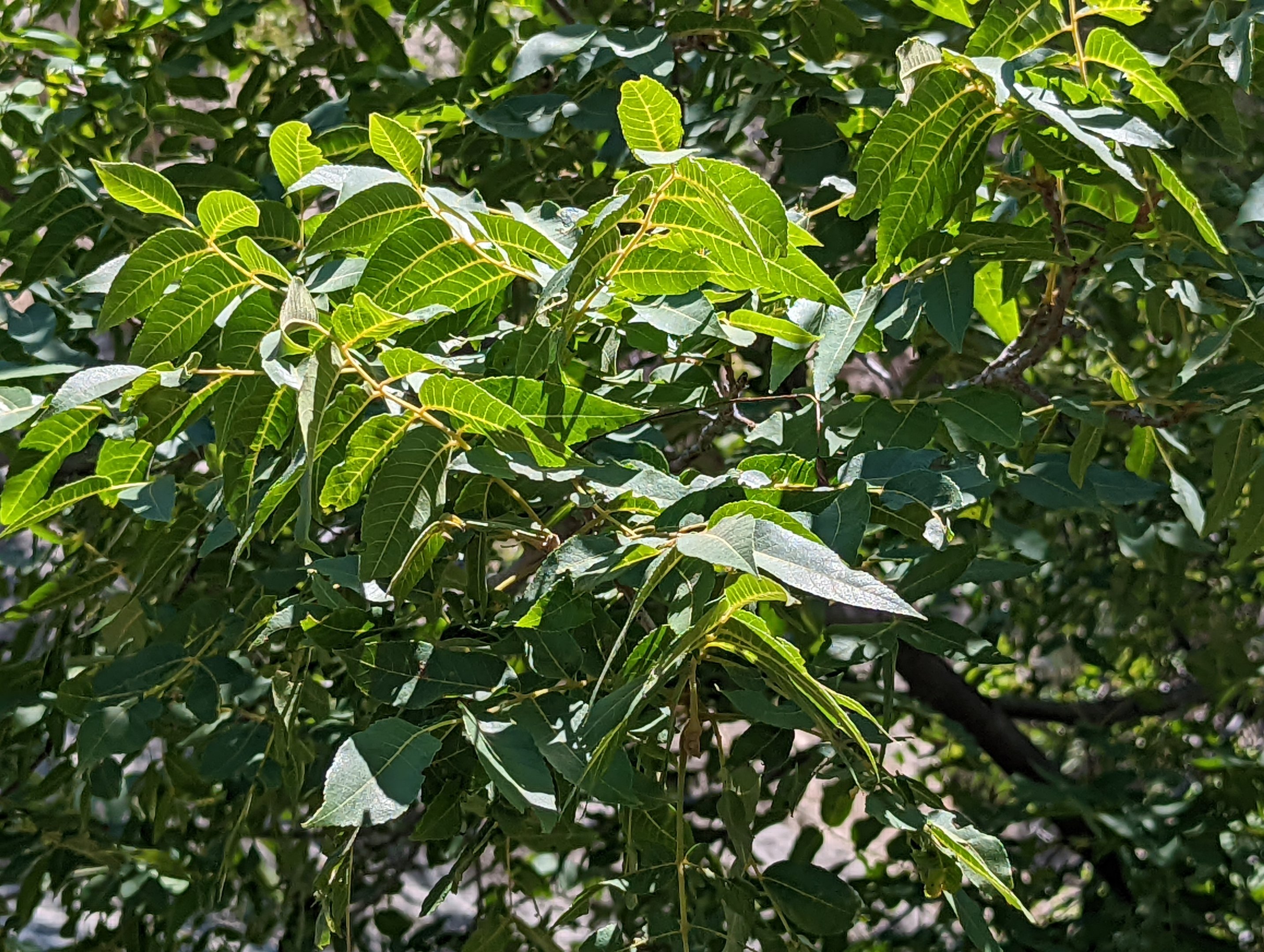 Arizona walnut (Juglans major)